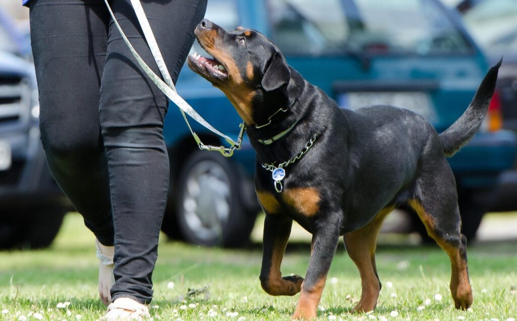 Mastering House Training for Rottweilers