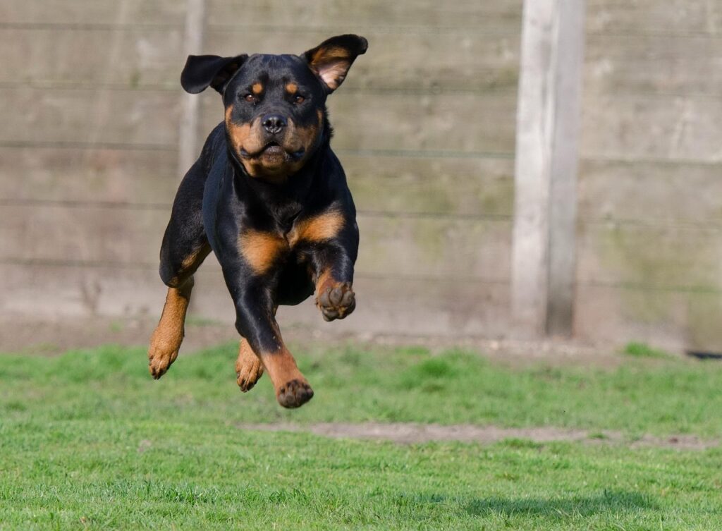Essential Rottweiler Grooming Tips