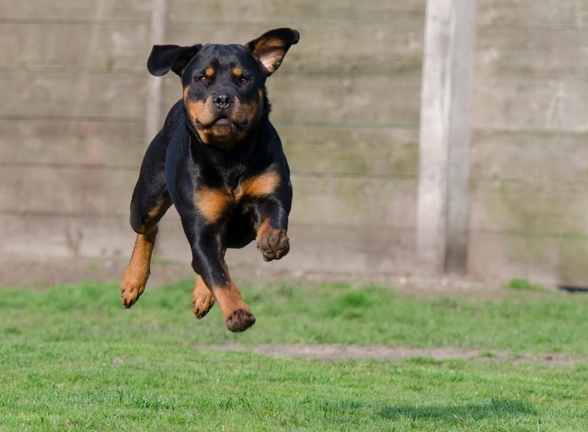 Essential Rottweiler Grooming Tips
