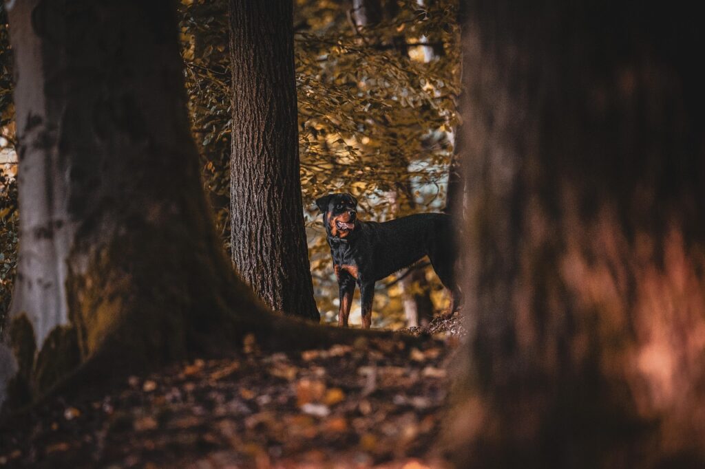 Dangerous Diets: Common Foods That Pose Risks to Rottweilers