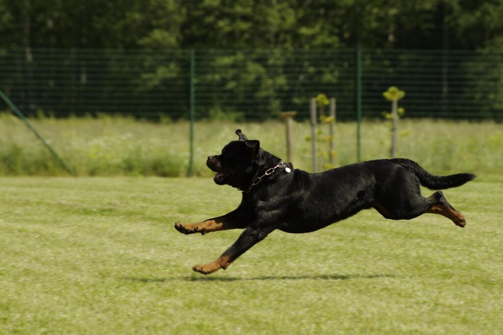 Healthy Diet for Rottweilers
