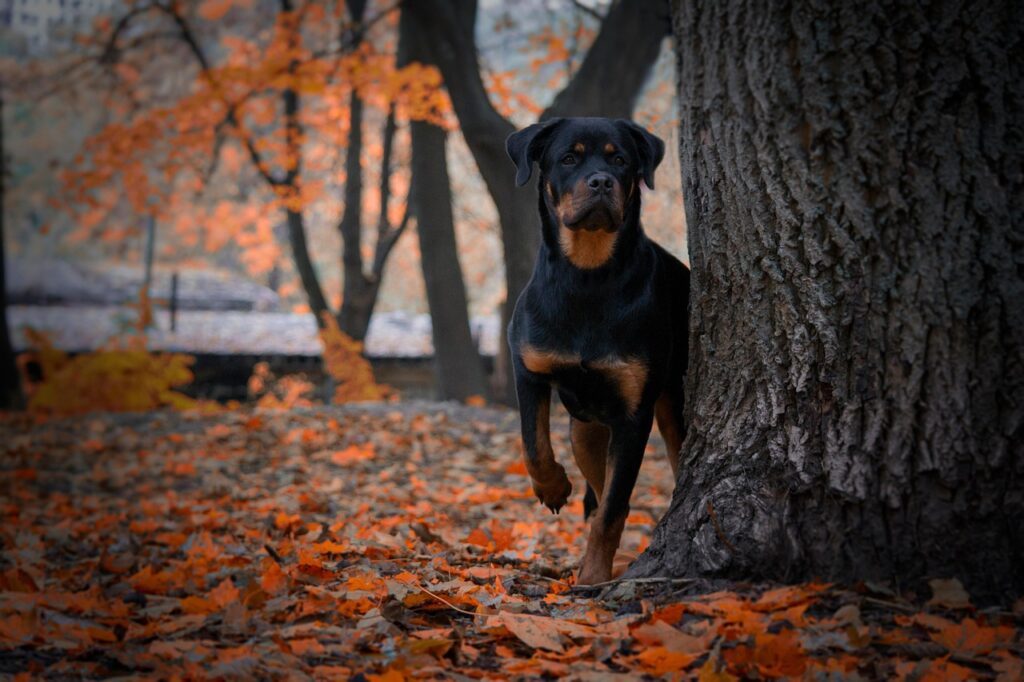 Unlocking the Secrets to a Longer Life for Rottweilers