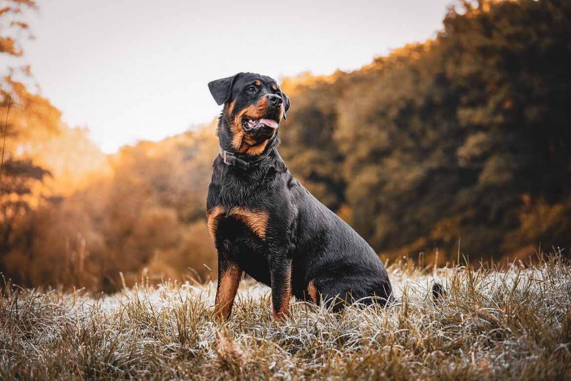 Discover the Rottweiler: Traits
