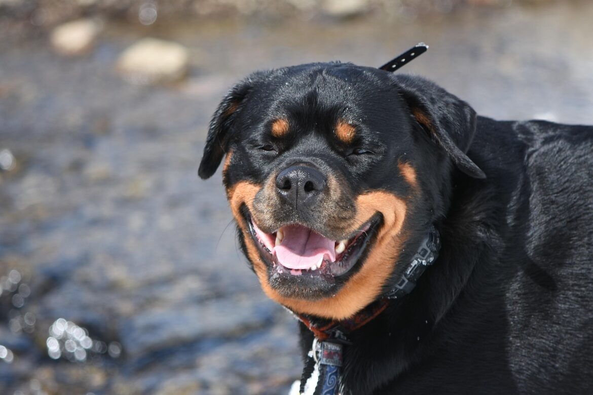 Understanding Macronutrient Ratios in Your Rottweiler Puppy's Diet