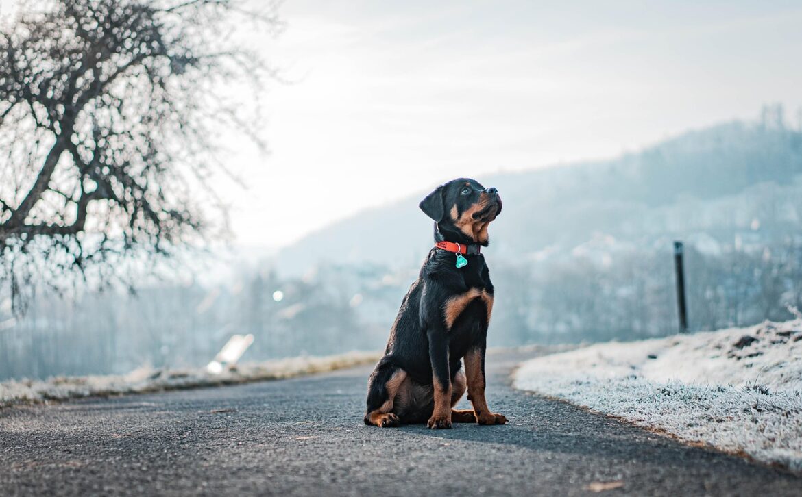 Optimal Feeding Routines for Rottweilers
